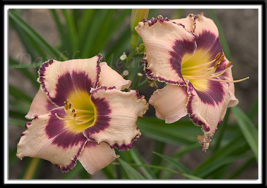 Daylily Juke Box Money Alternate Image